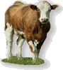 Restrikce krmiva u suchostojných krav a jalovic 