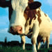 Farma Aquila Holstein se budoucnosti nebojí