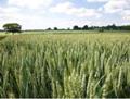 Nová technologie slibuje snížení spotřeby hnojiv
